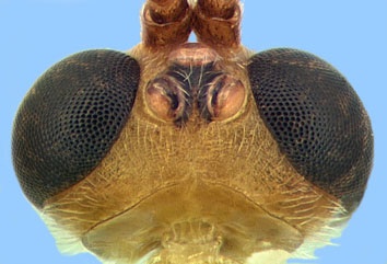 image of Aleiodes haematoxyloni vertex with large ocelli